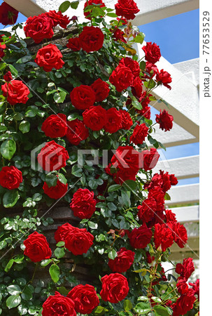 薔薇の花 薔薇の花 77653529