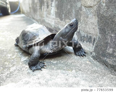 クサガメのオス 77653599