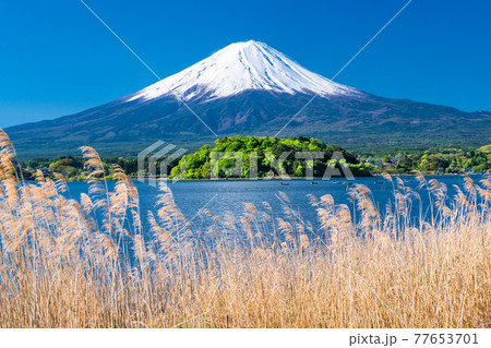 《山梨県》初夏の富士山・河口湖湖畔の眺め 《山梨県》初夏の富士山・河口湖湖畔の眺め 77653701