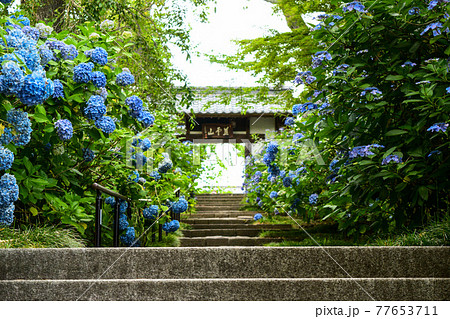厳かな石段の階段と資福寺のあじさい 77653711