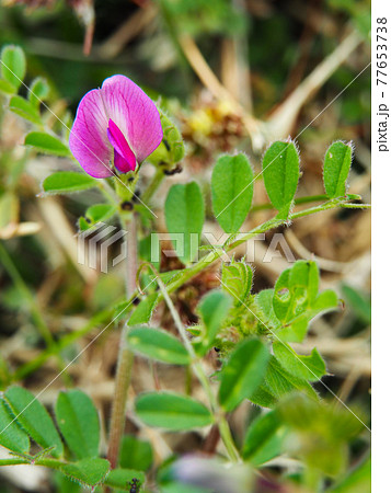荒川河川敷のカラスノエンドウ 77653738