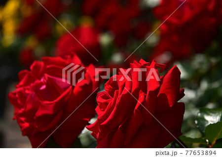 薔薇の花 薔薇の花 77653894