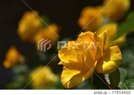 薔薇の花 77654000