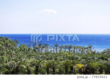 奄美大島の風景　奄美の海　南国植物と海　南国リゾート　 77654021