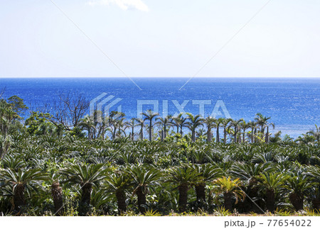 奄美大島の風景 奄美の海 南国植物と海 南国リゾート 奄美大島の風景 奄美の海 南国植物と海 南国リゾート 77654022