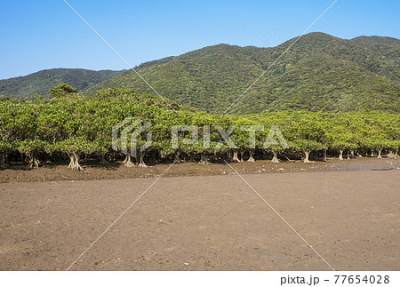 奄美大島の風景　マングローブの森　マングロブ原生林と住用川　黒潮の森 77654028