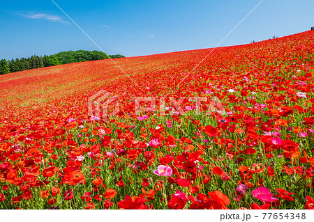 天空のレッドポピー2 天空のレッドポピー2 77654348