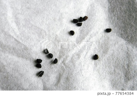 アサガオの種 朝顔の種 の写真素材 アサガオの種 朝顔の種 の写真素材