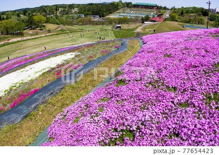 芝桜に囲まれて生涯スポーツ　秋田県横手市 77654423