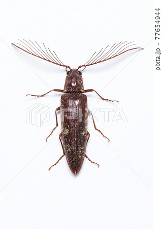 ヒゲコメツキ　 77654944