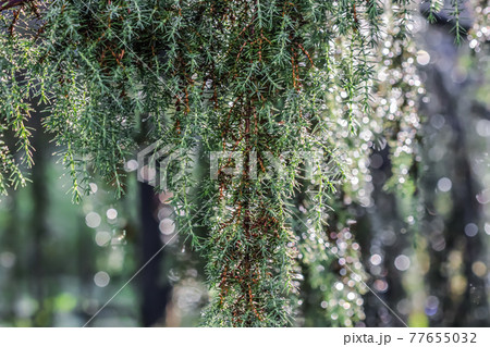 Closeup Blue leaves of evergreen coniferous tree Juniperus communis Horstmann after the rain. Extreme bokeh with light reflection. Macro photography, selective focus, blurred nature background 77655032