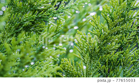 Closeup green leaves of evergreen coniferous tree Lawson Cypress or Chamaecyparis lawsoniana after the rain. Extreme bokeh with light reflection. Macro photography, selective focus, blurred nature 77655033