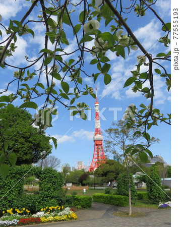 春の芝公園から見える東京タワー 春の芝公園から見える東京タワー 77655193