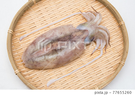 モンゴウイカ　 77655260