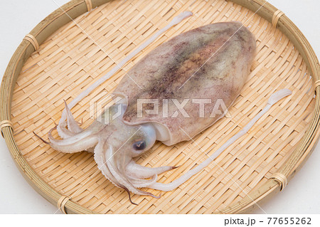 コウイカ コウイカ 77655262