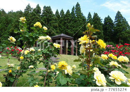 バラ 薔薇 ばら 東沢バラ公園 バラ 薔薇 ばら 東沢バラ公園 77655274