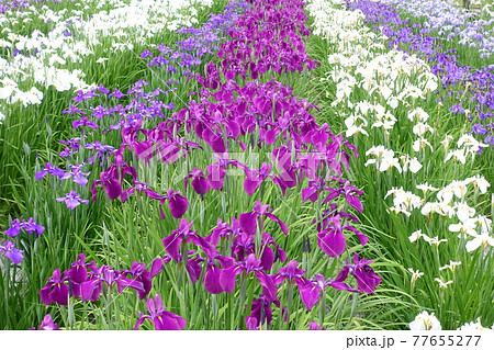 アヤメ　あやめ 77655277