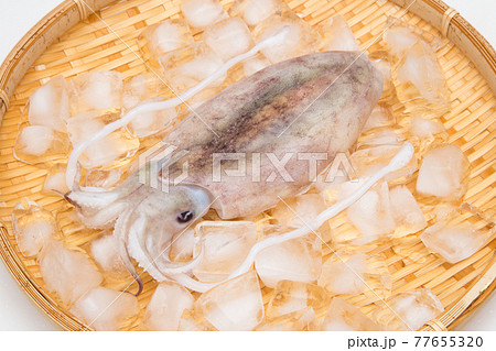 コウイカ　 77655320