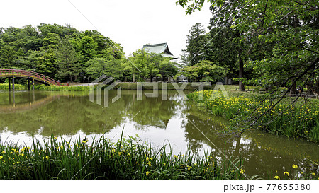 神奈川県横浜市金沢区の古刹・名刹の鎌倉幕府執権の北条氏ゆかりの称名寺の菖蒲 77655380