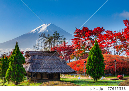 富士山と紅葉 山梨県南都留郡富士河口湖町河口湖にて 富士山と紅葉 山梨県南都留郡富士河口湖町河口湖にて 77655538