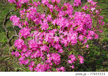 弘前公園の春 弘前城植物園 弘前公園の春 弘前城植物園 77655553
