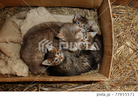 Mama cat with her kittens in the box 77655571