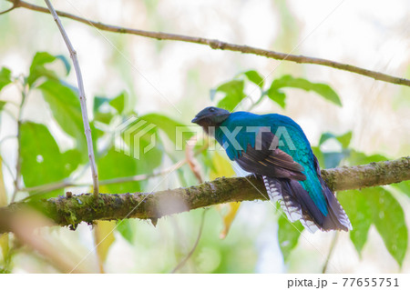 コスタリカの森の中で美しい姿を見せたカザリキヌバネドリ 77655751
