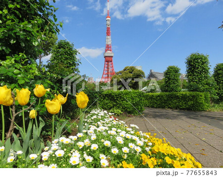 春の芝公園の花壇越しに見える東京タワー 77655843