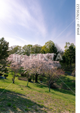 北海道石狩市 戸田記念墓地公園の桜 北海道石狩市 戸田記念墓地公園の桜 77656122