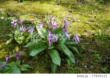 弘前公園の春 弘前城植物園 弘前公園の春 弘前城植物園 77656125
