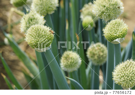 葱の花 ネギ坊主 とミツバチの写真素材