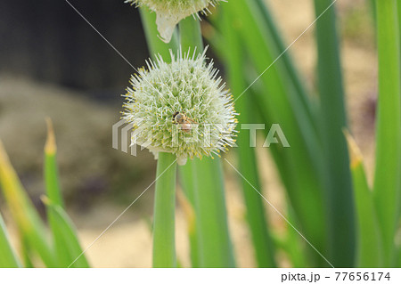 葱の花 ネギ坊主 とミツバチの写真素材