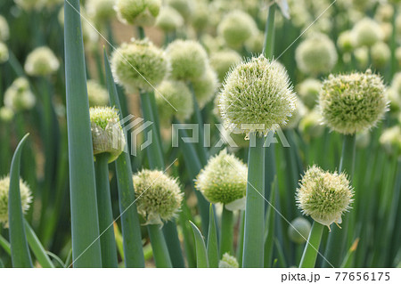 葱の花 ネギ坊主 の写真素材