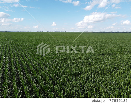 Huge cornfield on a sunny summer day, aerial view. Blue sky over green farm field, landscape. 77656185