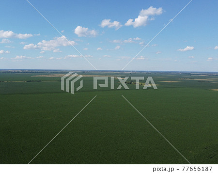 Huge cornfield on a sunny summer day, aerial view. Blue sky over green farm field, landscape. 77656187