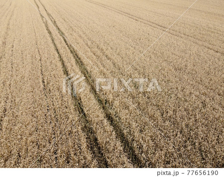 A bird's eye view of a field of ripe cereals. Agricultural landscape. 77656190