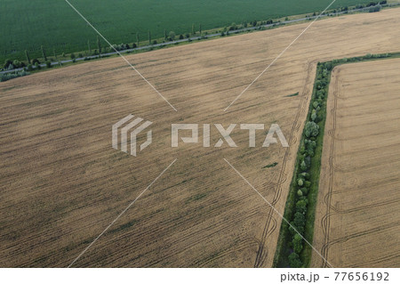 An old irrigation canal overgrown with trees among a wheat field, aerial view. Dry irrigation canal in the field, landscape. 77656192