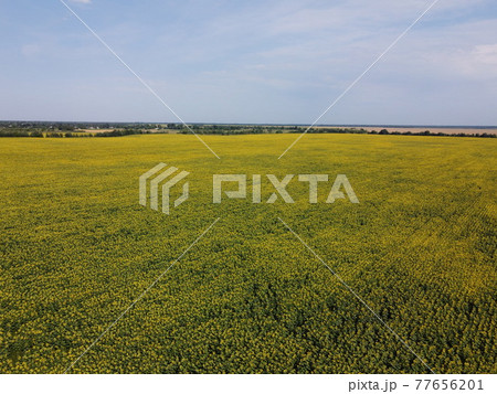 A picturesque field of sunflowers under a blue sky, aerial view. A farm field on a hot summer day, landscape. 77656201