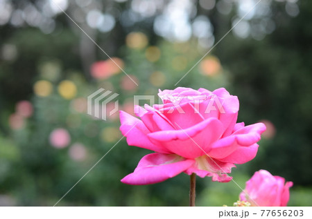 フィレンツェ　バラ園　ピンクの薔薇 77656203