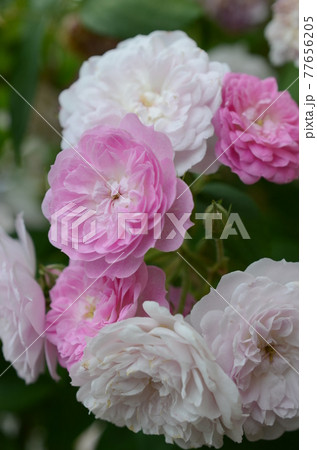 フィレンツェ　バラ園　ピンクと白の薔薇 77656205