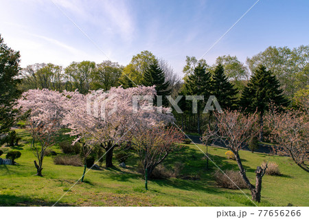北海道石狩市　戸田記念墓地公園の桜 77656266