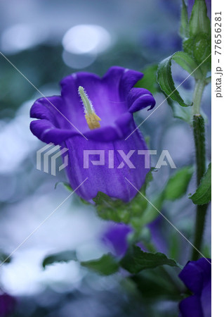 紫のベルのようなお花カンパニュラの写真素材