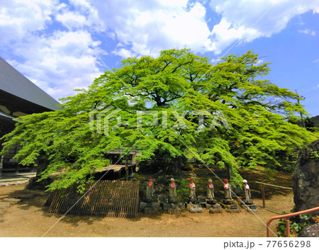 埼玉県秩父市　秩父札所8番西善寺　新緑のこみねかえで 77656298