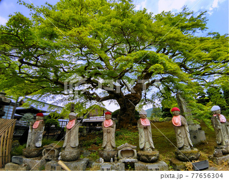 埼玉県秩父市　秩父札所8番西善寺　新緑のこみねかえで 77656304