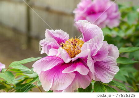 大輪の牡丹 77656328