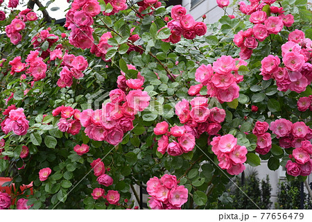 アンジェラ薔薇 77656479