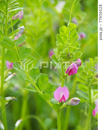 荒川河川敷のカラスノエンドウ 荒川河川敷のカラスノエンドウ 77656528