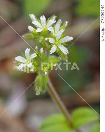 荒川河川敷のオランダミミナグサ 荒川河川敷のオランダミミナグサ 77656544