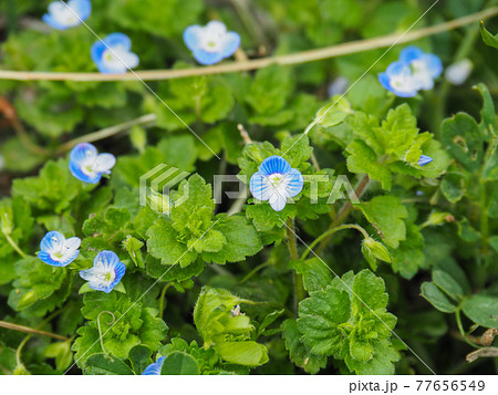 荒川河川敷のオオイヌノフグリ 77656549