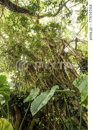 奄美大島の風景　ガジュマルと木の精霊　亜熱帯の森　奄美の観光スポット 77656568